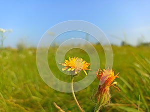Hieracium, known by the common nameÂ hawkweed and classically asÂ hierakio